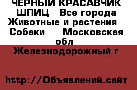 ЧЕРНЫЙ КРАСАВЧИК ШПИЦ - Все города Животные и растения » Собаки   . Московская обл.,Железнодорожный г.